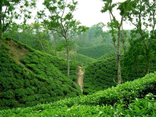 Sreemangal tea garden with morning mist